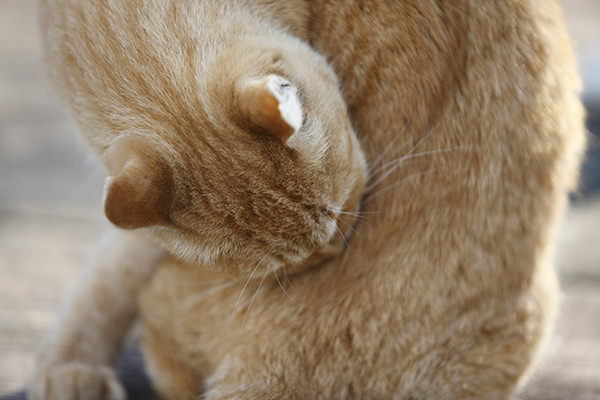 その他手術実績 - みやぎ猫クリニック